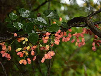 Diploclisia glaucescens (Bl.) Diels  苍白秤钩风ZLX_2473_334.jpg